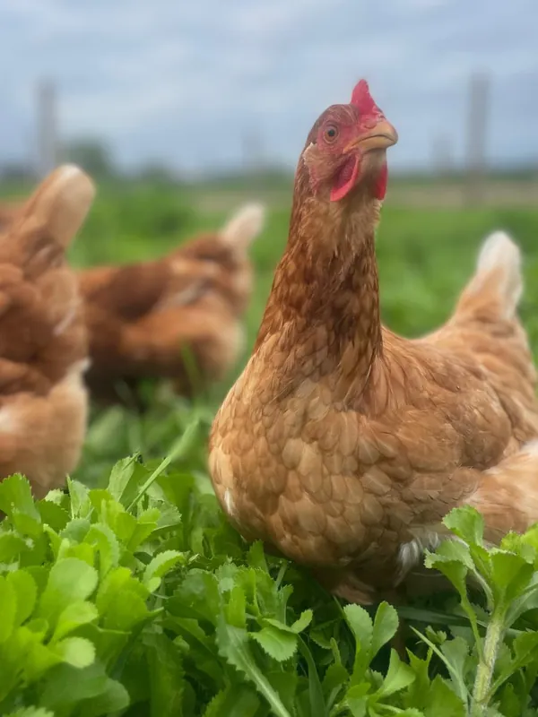 Gallina colorada de pie entre el pasto verde