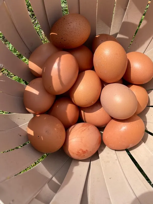 Canasta con huevos recién recolectados, al sol